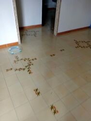 Blk 506 West Coast Vista (Clementi), HDB 4 Rooms #564094481